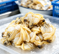Freshly Prepared Scallop Clusters: A Gourmet Seafood Delight